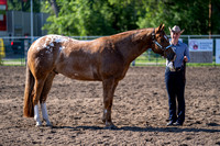 Halter/Showmanship